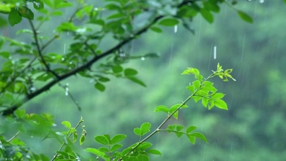 4k雨天的绿叶