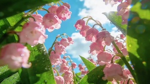 风花恋·