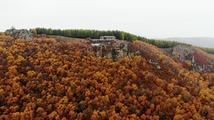 松树林