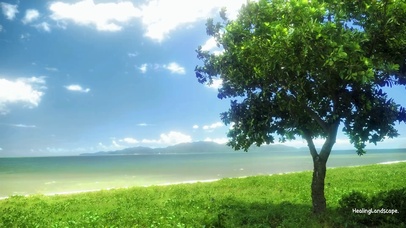 木讷的树，自由的风~