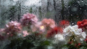 雨天雨滴屏花朵