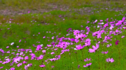 花场草甸波斯菊