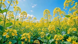织春油菜花