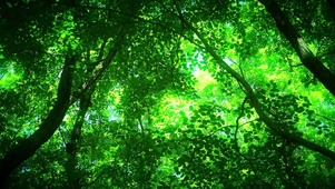 阳光下的绿叶