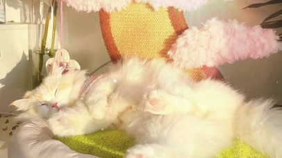 猫猫酣睡