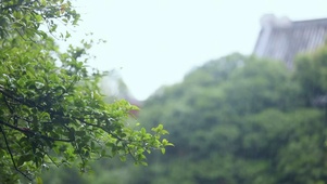 下雨啦