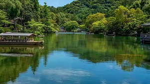 护眼绿景树木带鱼屏