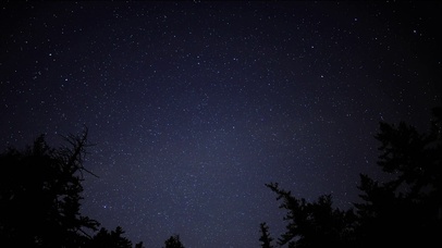 4k唯美森林夜晚