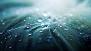 叶上雨露