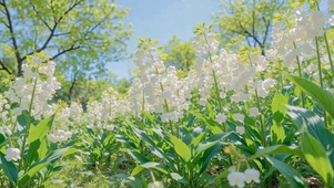 清新白花郊野治愈风光