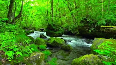 护眼绿林清新溪流