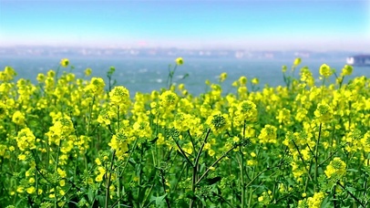 油菜花