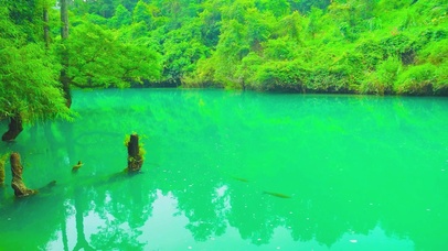 碧绿护眼池塘4K