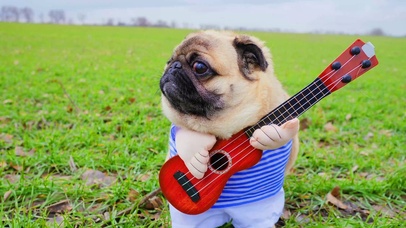 著名流浪歌手汪哈巴小朋友