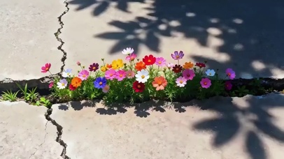路边小花