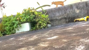 喜欢小猫  喜欢晚霞 喜欢你