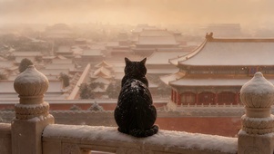 故宫看雪的小猫
