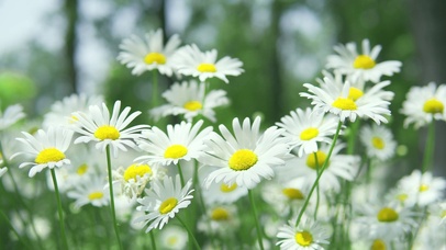 4k夏日夏天风景空镜唯美小雏菊