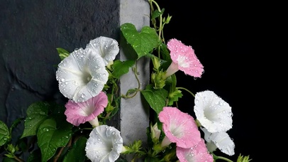 雨露喇叭花