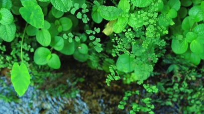 护眼小河淌水 4K