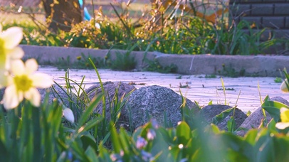 4K 高清 生长在花坛的水仙花