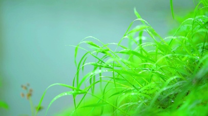 治愈护眼露珠4K