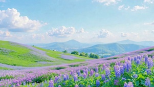 清新晴日紫色花野远山风景