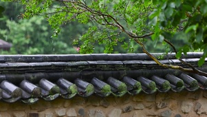 雨天绿树屋檐