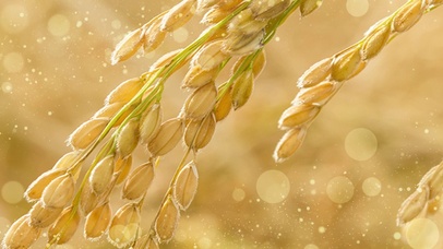 芒种时节节气麦穗金黄自然播种