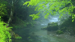 山间绿林河流