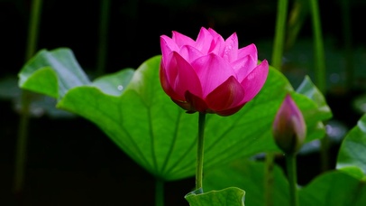 含苞待放荷花无缝循环