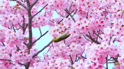樱花与小鸟 4K