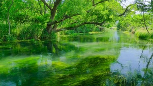 夏日绿草水流