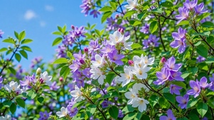 春日枝头盛开的小花