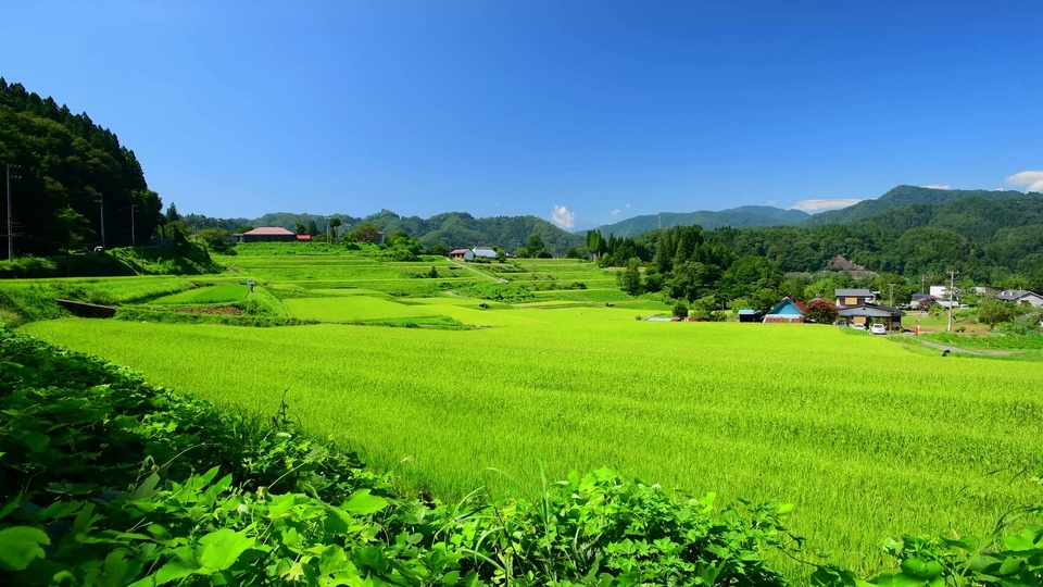 晴日山野田园，大面积鲜绿稻田、层叠梯田、远处连绵青山与散落民居。