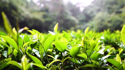 雨天茶山