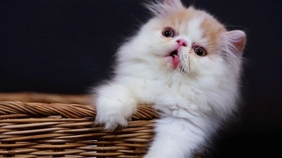 可爱小猫