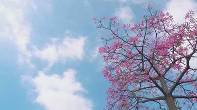 4k春天蓝天白云春暖花开风景