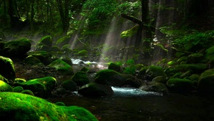 静谧树林山间溪水