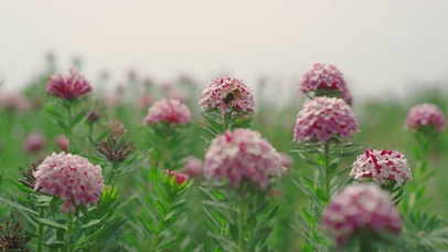 4K超清唯美花草