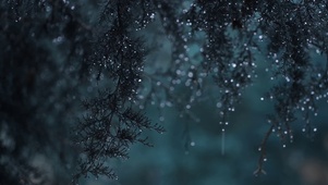 雨季