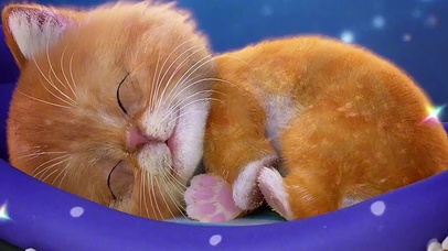 萌萌的小猫咪