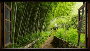 窗外的竹林小路