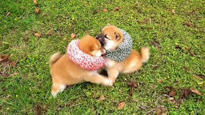 小狗狗~（超萌打架视频）