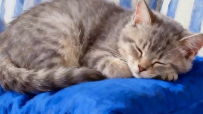 睡觉猫咪带鱼屏