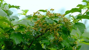 春雨