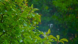 雨中绿树叶