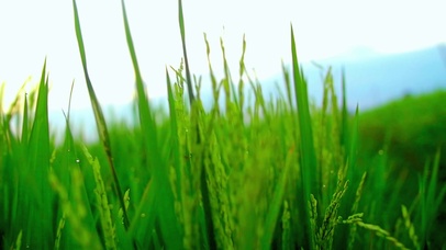 4K唯美护眼稻田