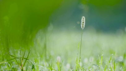 清新绿草水珠