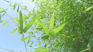 唯美护眼竹叶